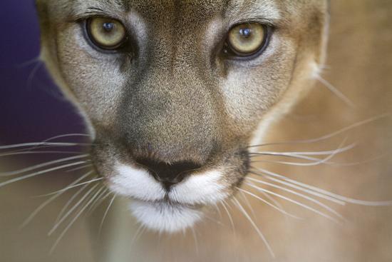 Extreme Closeup Of A Mountain Lion Photographic Print By Karine