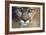 Extreme Closeup Of A Mountain Lion-Karine Aigner-Framed Photographic Print