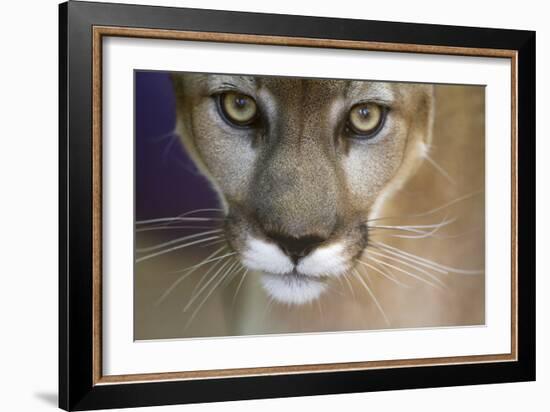 Extreme Closeup Of A Mountain Lion-Karine Aigner-Framed Photographic Print