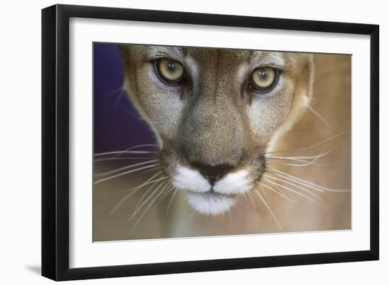 Extreme Closeup Of A Mountain Lion-Karine Aigner-Framed Photographic Print