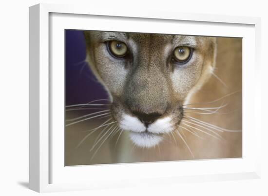 Extreme Closeup Of A Mountain Lion-Karine Aigner-Framed Photographic Print