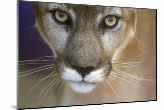 Extreme Closeup Of A Mountain Lion-Karine Aigner-Mounted Photographic Print