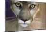 Extreme Closeup Of A Mountain Lion-Karine Aigner-Mounted Photographic Print