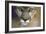 Extreme Closeup Of A Mountain Lion-Karine Aigner-Framed Photographic Print