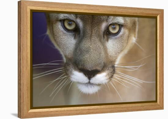 Extreme Closeup Of A Mountain Lion-Karine Aigner-Framed Premier Image Canvas