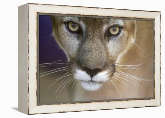 Extreme Closeup Of A Mountain Lion-Karine Aigner-Framed Premier Image Canvas