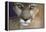 Extreme Closeup Of A Mountain Lion-Karine Aigner-Framed Premier Image Canvas