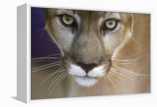 Extreme Closeup Of A Mountain Lion-Karine Aigner-Framed Premier Image Canvas