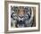 Extreme Closeup Portrait of a Male Sumatran Tiger.-Karine Aigner-Framed Photographic Print