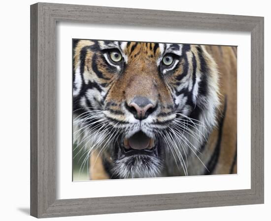 Extreme Closeup Portrait of a Male Sumatran Tiger.-Karine Aigner-Framed Photographic Print