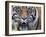 Extreme Closeup Portrait of a Male Sumatran Tiger.-Karine Aigner-Framed Photographic Print