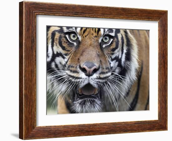 Extreme Closeup Portrait of a Male Sumatran Tiger.-Karine Aigner-Framed Photographic Print