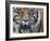 Extreme Closeup Portrait of a Male Sumatran Tiger.-Karine Aigner-Framed Photographic Print