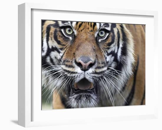 Extreme Closeup Portrait of a Male Sumatran Tiger.-Karine Aigner-Framed Photographic Print