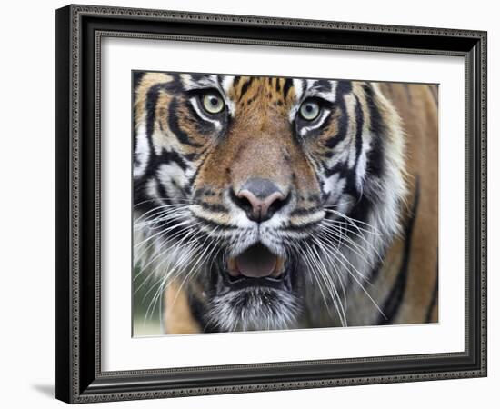 Extreme Closeup Portrait of a Male Sumatran Tiger.-Karine Aigner-Framed Photographic Print