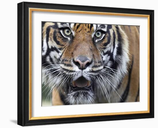 Extreme Closeup Portrait of a Male Sumatran Tiger.-Karine Aigner-Framed Photographic Print