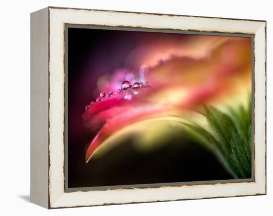 Extreme Dew-Ursula Abresch-Framed Premier Image Canvas