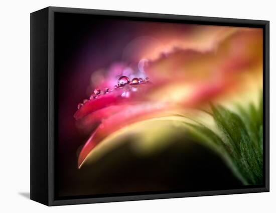 Extreme Dew-Ursula Abresch-Framed Premier Image Canvas