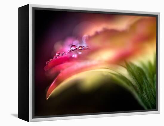 Extreme Dew-Ursula Abresch-Framed Premier Image Canvas