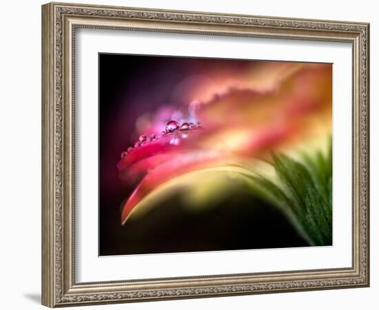 Extreme Dew-Ursula Abresch-Framed Photographic Print