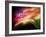 Extreme Dew-Ursula Abresch-Framed Photographic Print