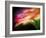 Extreme Dew-Ursula Abresch-Framed Photographic Print