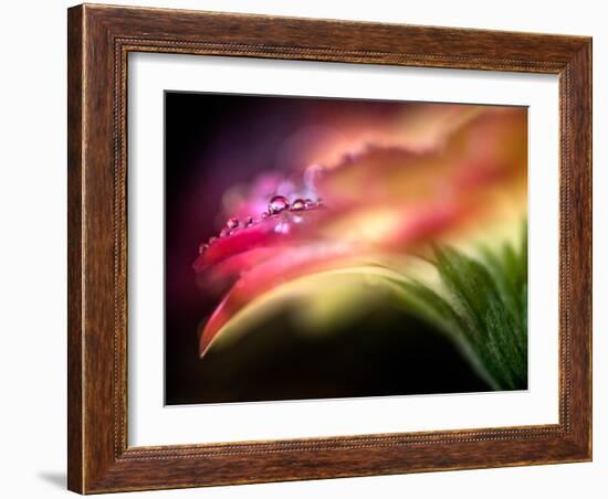 Extreme Dew-Ursula Abresch-Framed Photographic Print