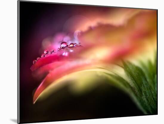 Extreme Dew-Ursula Abresch-Mounted Photographic Print