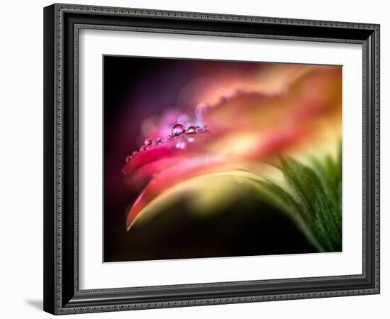 Extreme Dew-Ursula Abresch-Framed Photographic Print