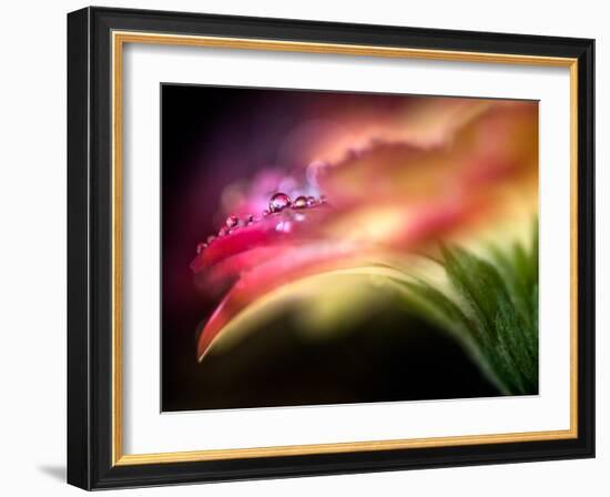 Extreme Dew-Ursula Abresch-Framed Photographic Print