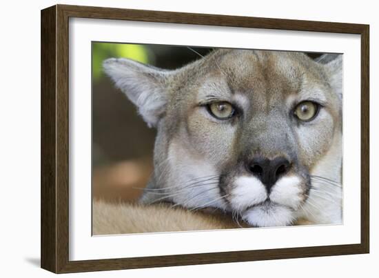 Extreme Portrait Of A Mountain Lion Cat-Karine Aigner-Framed Photographic Print