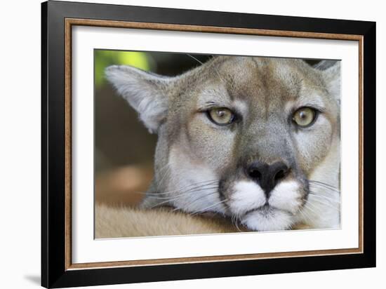 Extreme Portrait Of A Mountain Lion Cat-Karine Aigner-Framed Photographic Print