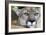 Extreme Portrait Of A Mountain Lion Cat-Karine Aigner-Framed Photographic Print