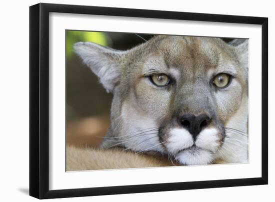 Extreme Portrait Of A Mountain Lion Cat-Karine Aigner-Framed Photographic Print