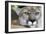 Extreme Portrait Of A Mountain Lion Cat-Karine Aigner-Framed Photographic Print