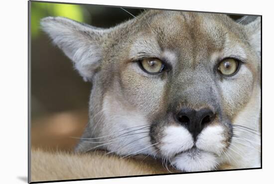 Extreme Portrait Of A Mountain Lion Cat-Karine Aigner-Mounted Photographic Print