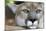 Extreme Portrait Of A Mountain Lion Cat-Karine Aigner-Mounted Photographic Print