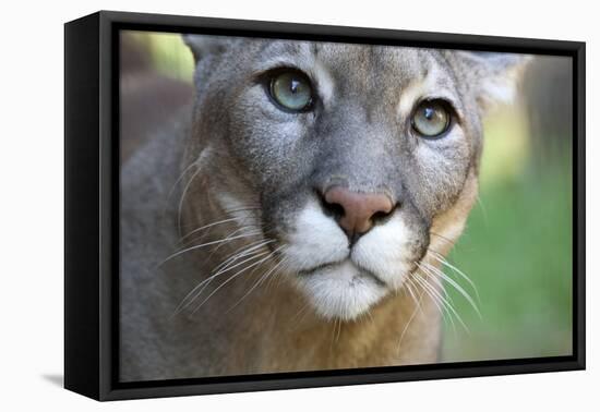 Extreme Portrait Of A Mountain Lion Cat-Karine Aigner-Framed Premier Image Canvas