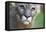 Extreme Portrait Of A Mountain Lion Cat-Karine Aigner-Framed Premier Image Canvas