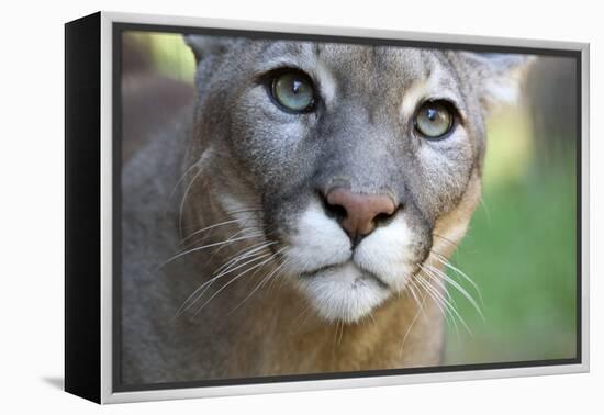 Extreme Portrait Of A Mountain Lion Cat-Karine Aigner-Framed Premier Image Canvas