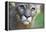 Extreme Portrait Of A Mountain Lion Cat-Karine Aigner-Framed Premier Image Canvas