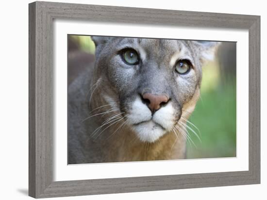 Extreme Portrait Of A Mountain Lion Cat-Karine Aigner-Framed Photographic Print