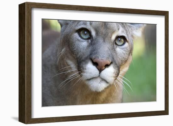 Extreme Portrait Of A Mountain Lion Cat-Karine Aigner-Framed Photographic Print