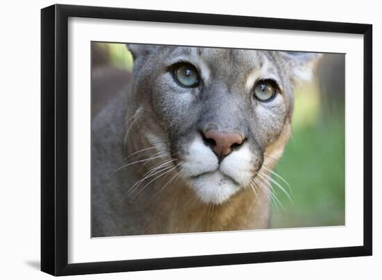 Extreme Portrait Of A Mountain Lion Cat-Karine Aigner-Framed Photographic Print