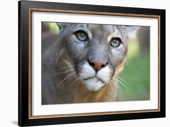 Extreme Portrait Of A Mountain Lion Cat-Karine Aigner-Framed Photographic Print