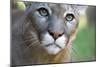 Extreme Portrait Of A Mountain Lion Cat-Karine Aigner-Mounted Photographic Print