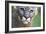 Extreme Portrait Of A Mountain Lion Cat-Karine Aigner-Framed Photographic Print