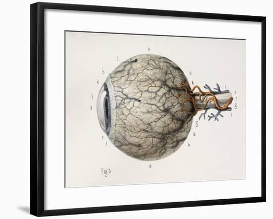 Eye Anatomy, 1844 Artwork-Science Photo Library-Framed Photographic Print