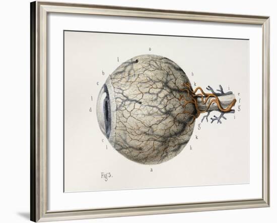 Eye Anatomy, 1844 Artwork-Science Photo Library-Framed Photographic Print