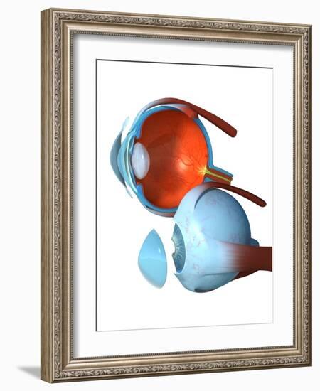 Eye Anatomy,artwork-Jose Antonio-Framed Photographic Print